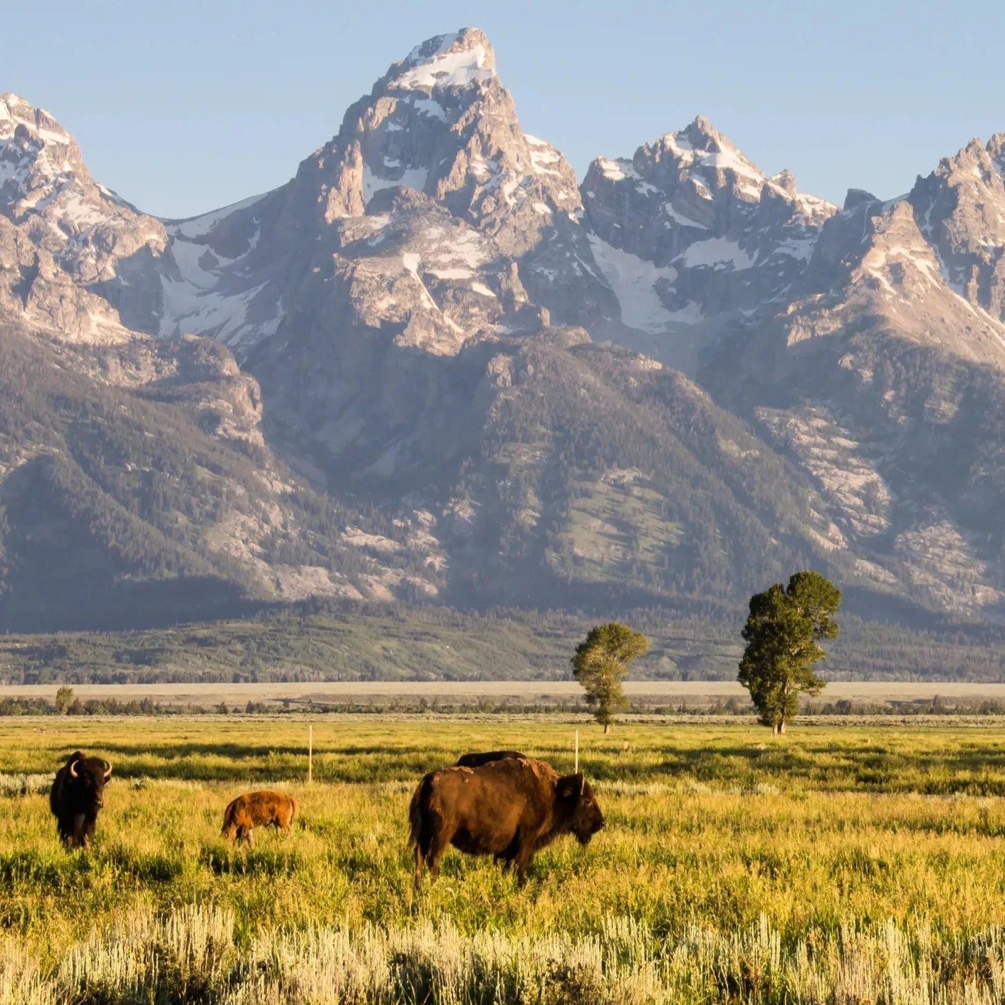 精品小团,深度5日|黄石+大提顿+盐湖城(团号:EY5)